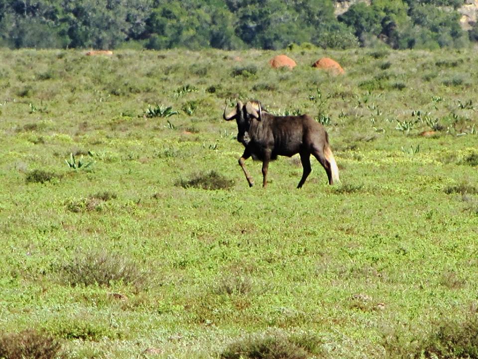 Black Wildebeest