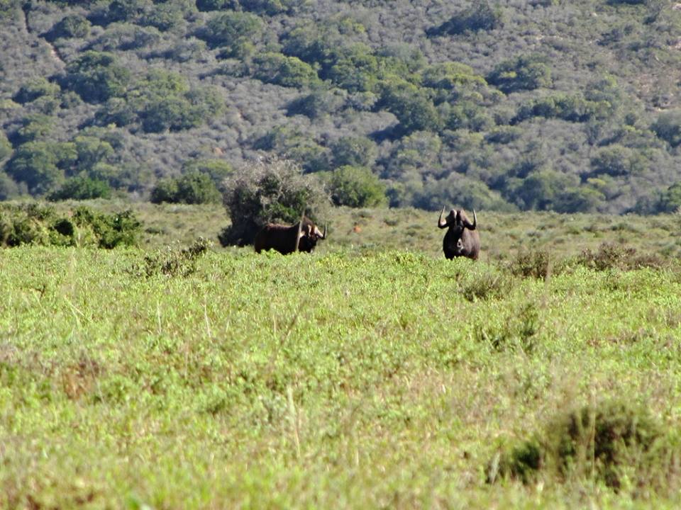 Black Wildebeest