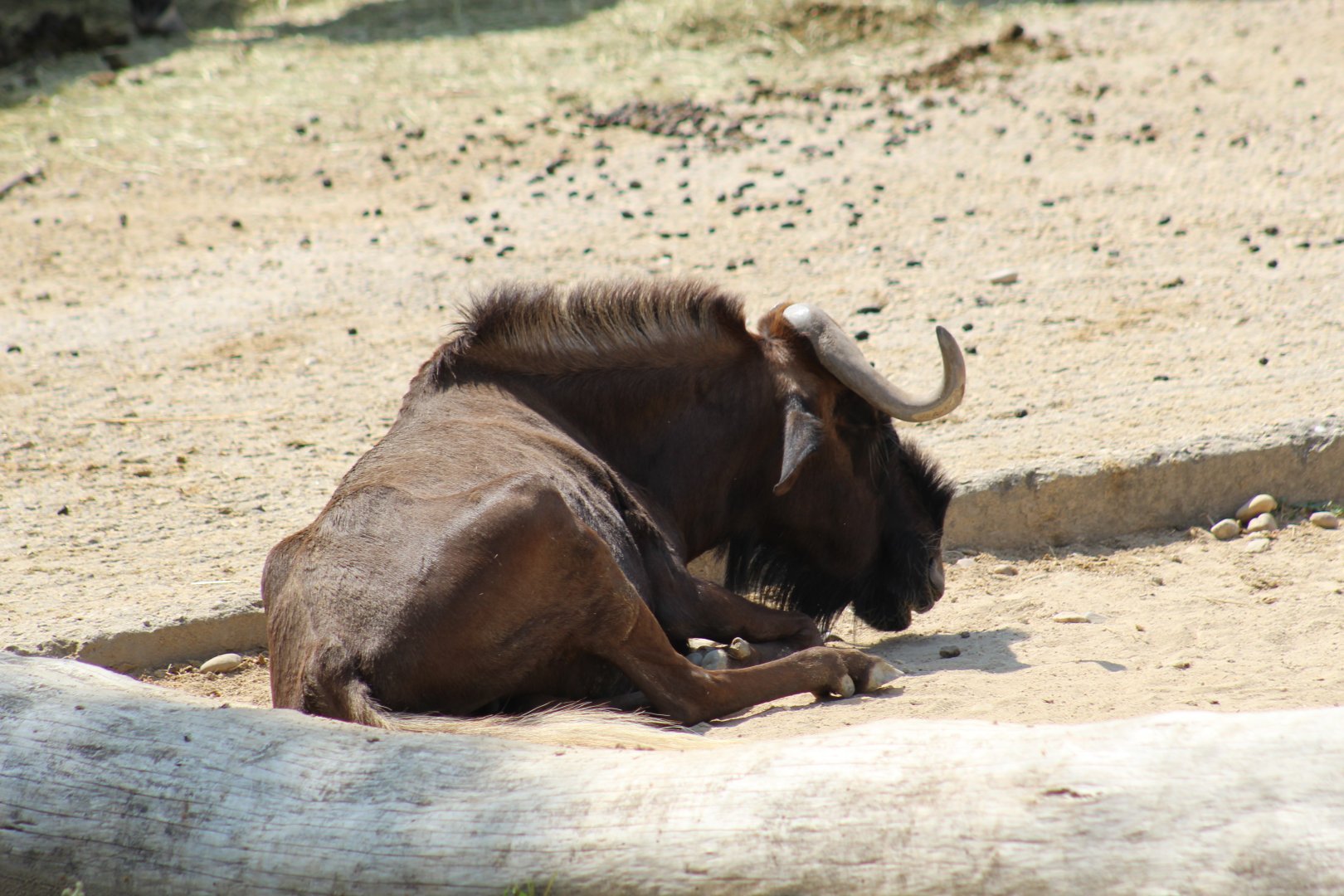 Black Wildebeest