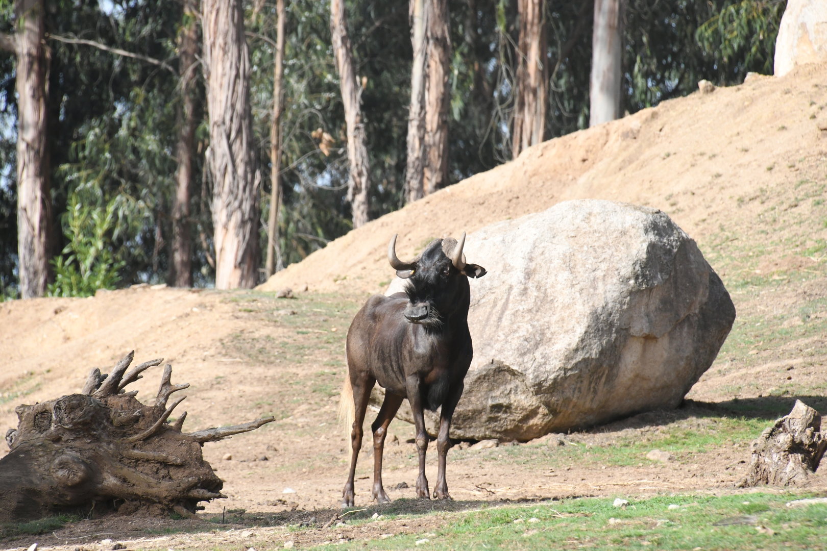 Black Wildebeest