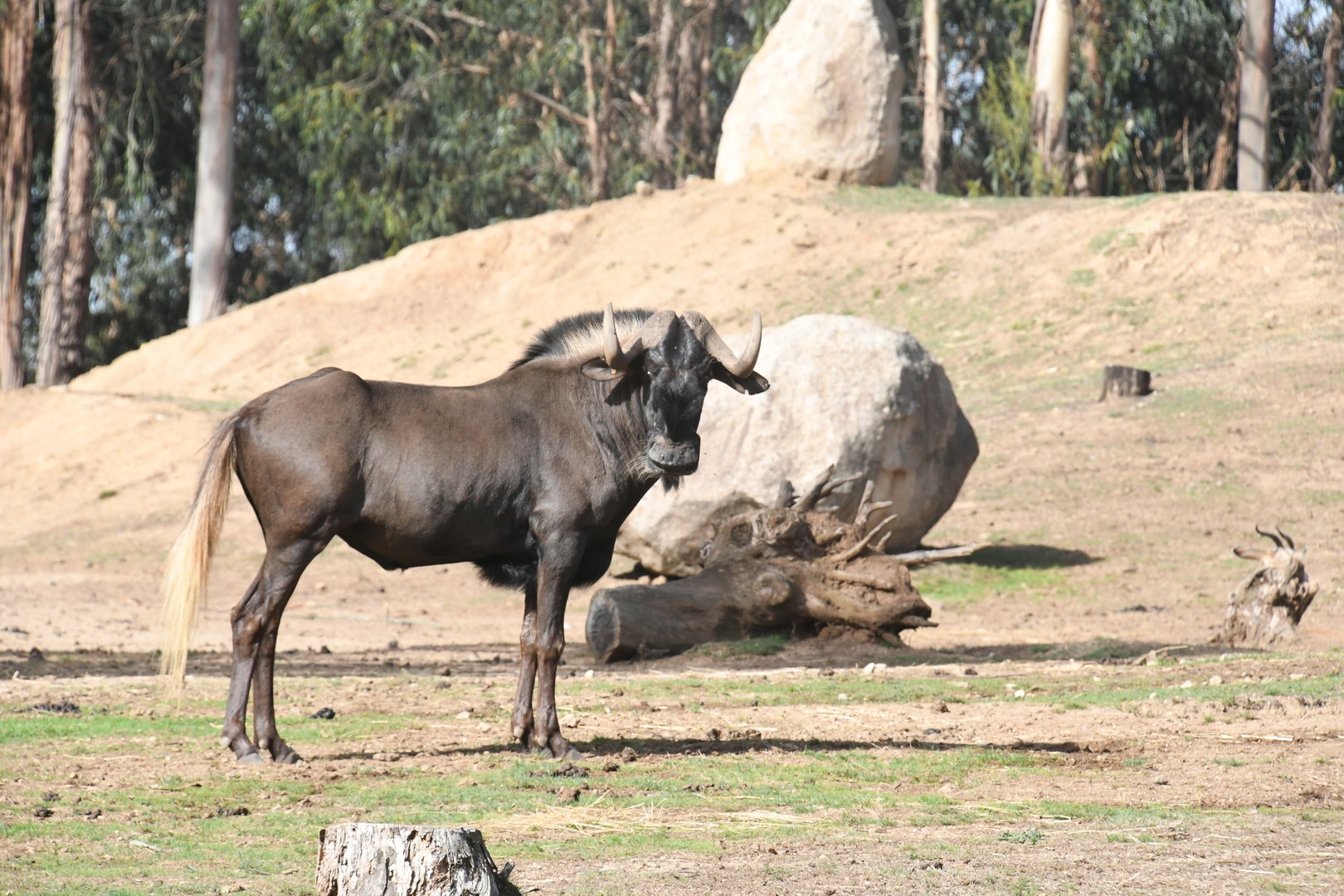 Black Wildebeest
