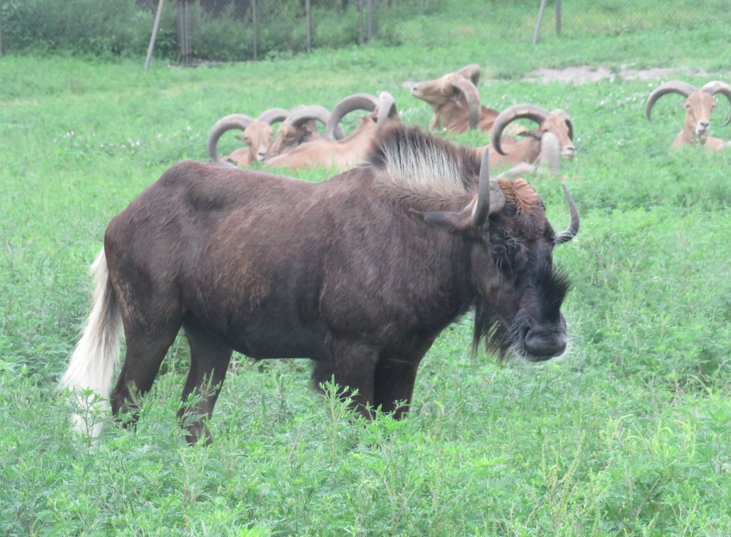 Black wildebeest