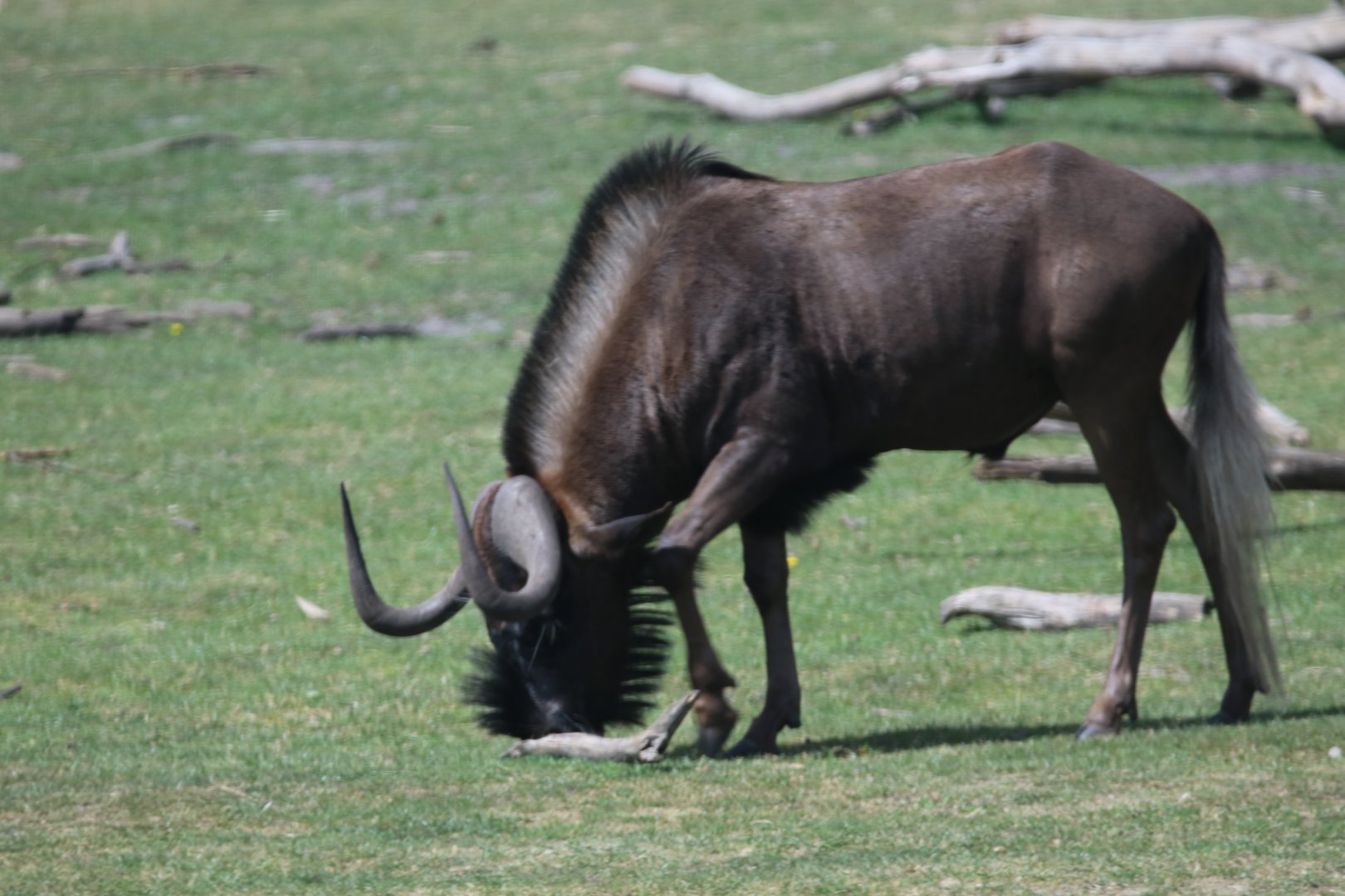 Black wildebeest