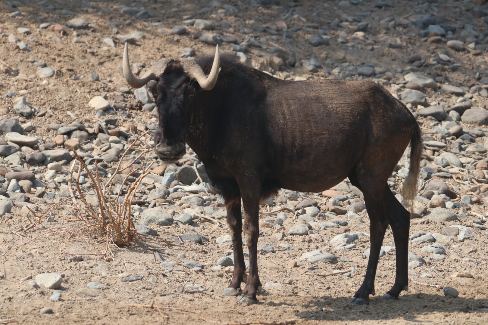 Black wildebeest