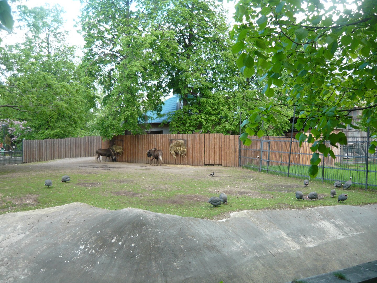 Black wildebeests and Guineafowl