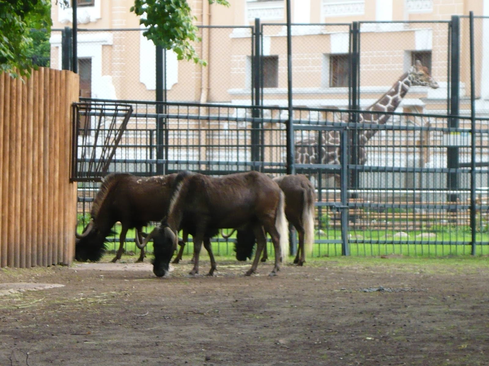 Black wildebeests and Samson the giraffe