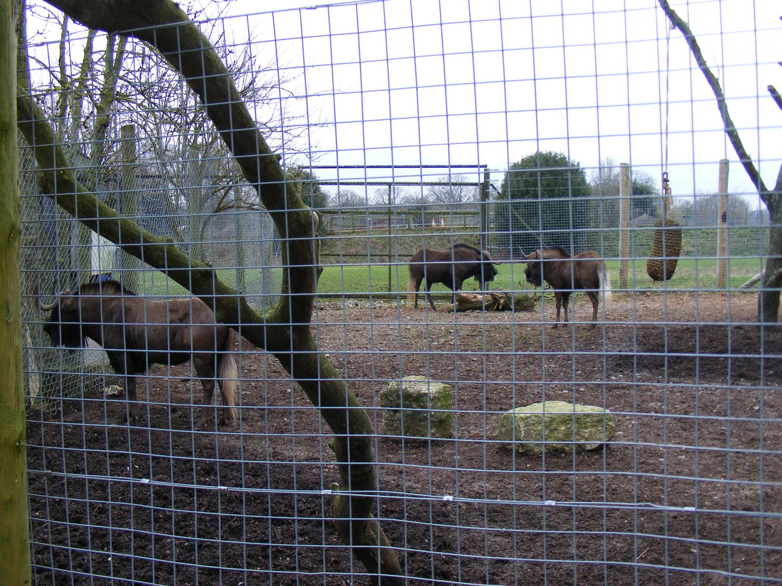 Black wildebeests (white-tailed gnus) at Marwell Wildlife, 23 January 2011