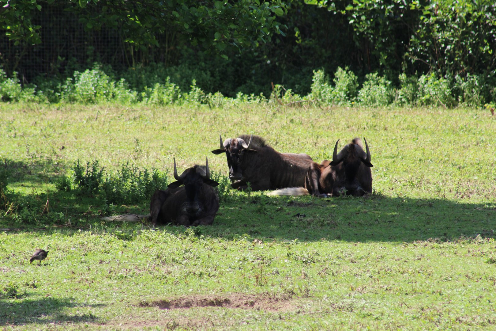 Black Wildebeests