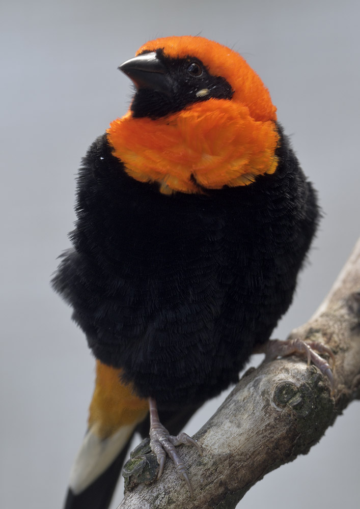 Black-winged bishop (?)