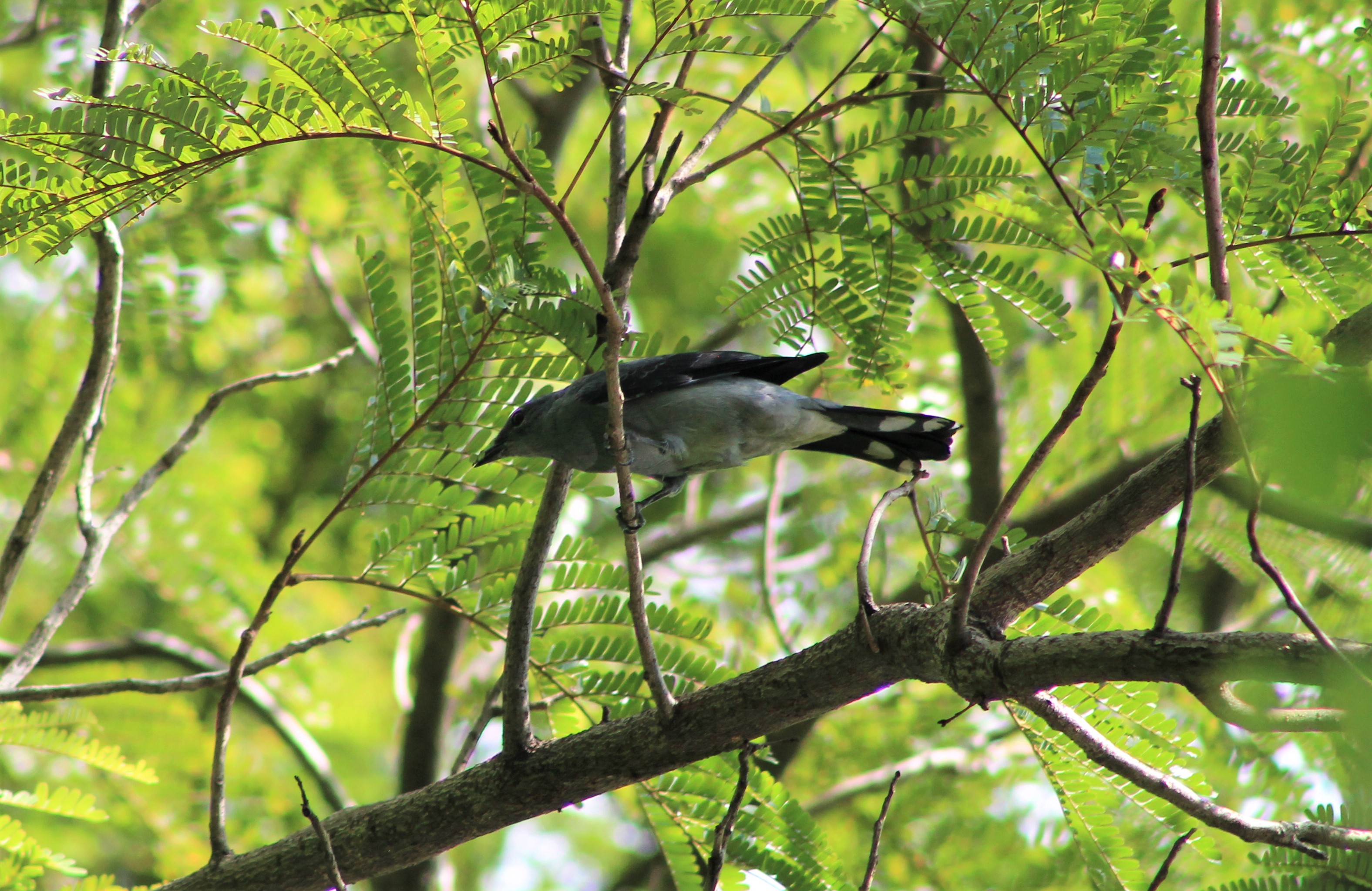 Black-winged Cuckoo-Shrike (Coracina melaschistos)