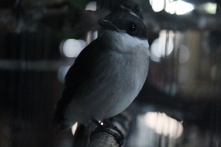 Black-winged flycatcher-shrike (Hemipus hirundinaceus)