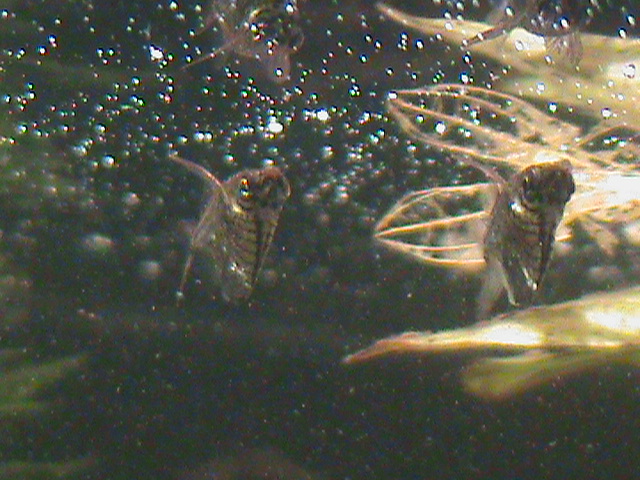 black-winged hatchetfish 080112