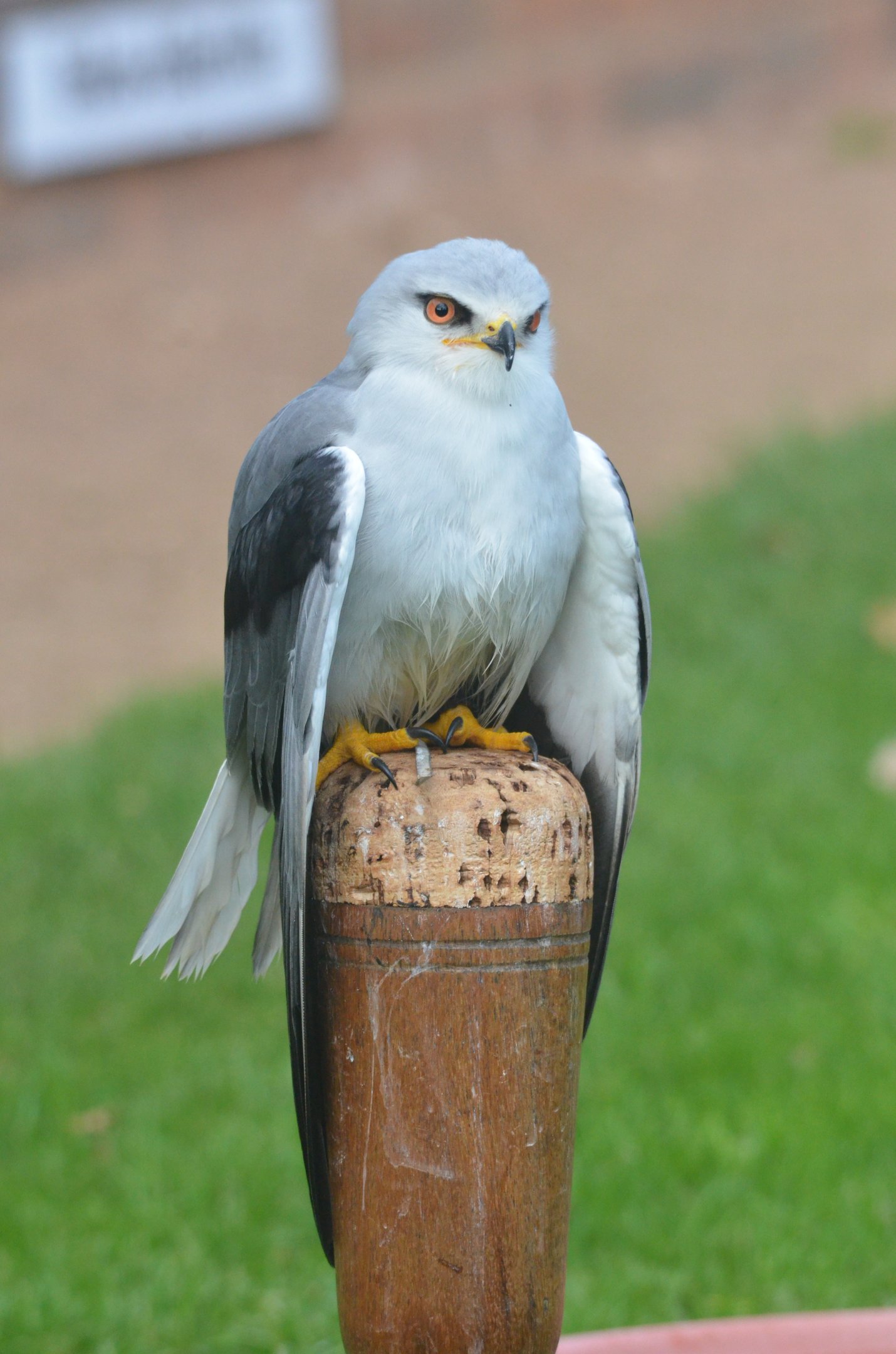 Black-winged Kite at ICBP Newent, 07/10/17