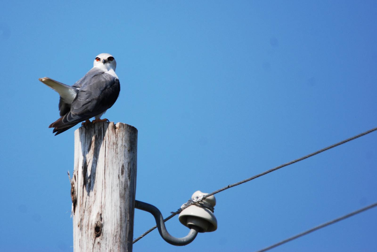 Black-winged Kite at Ziway, 13/10/14