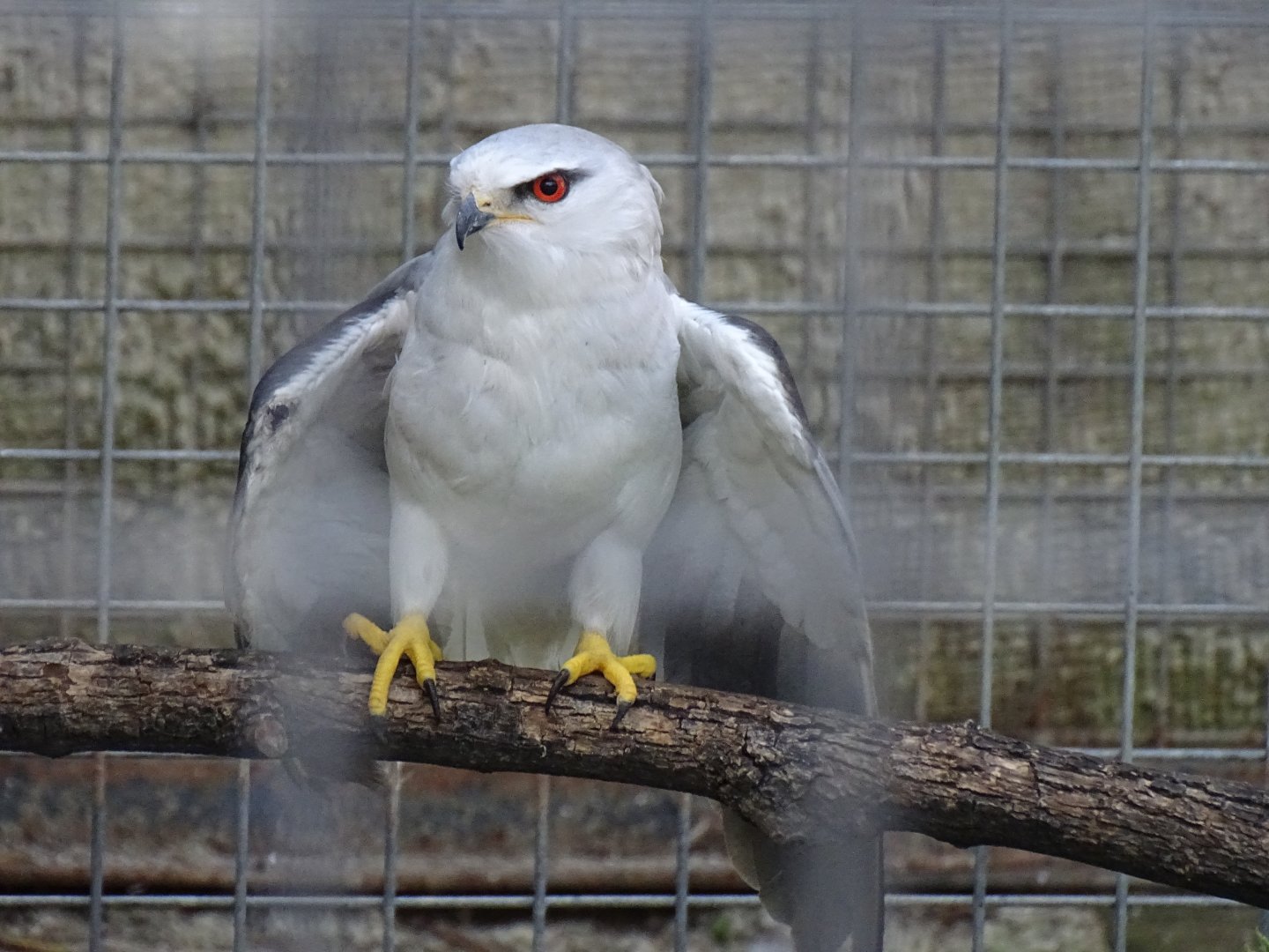 Black-winged kite (Elanus caeruleus)