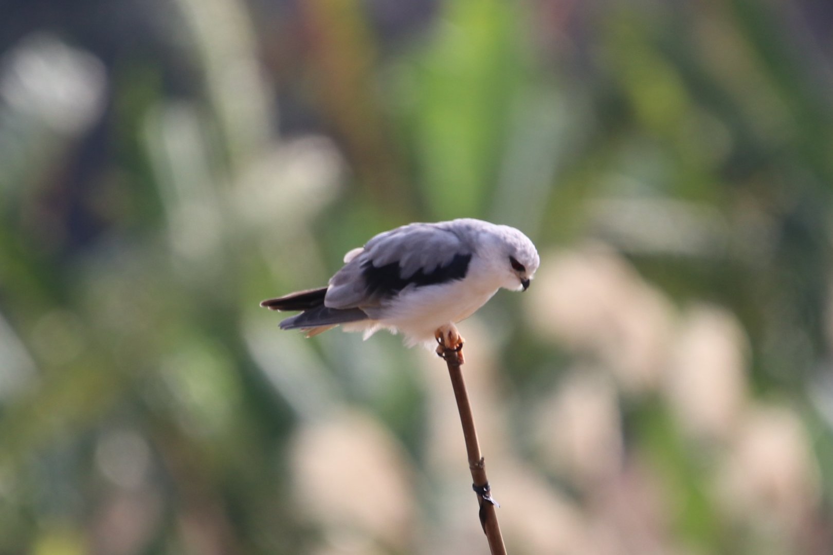Black-winged Kite (Elanus caeruleus)