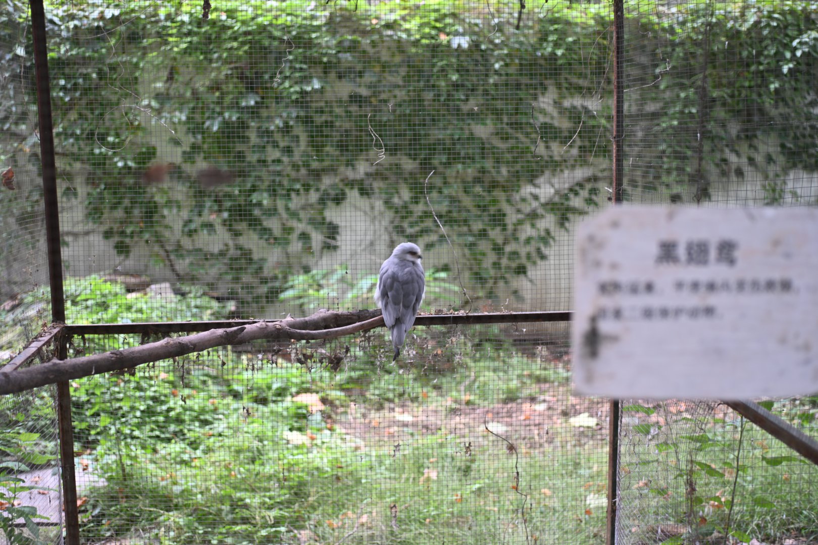 Black-winged kite (Elanus caeruleus)