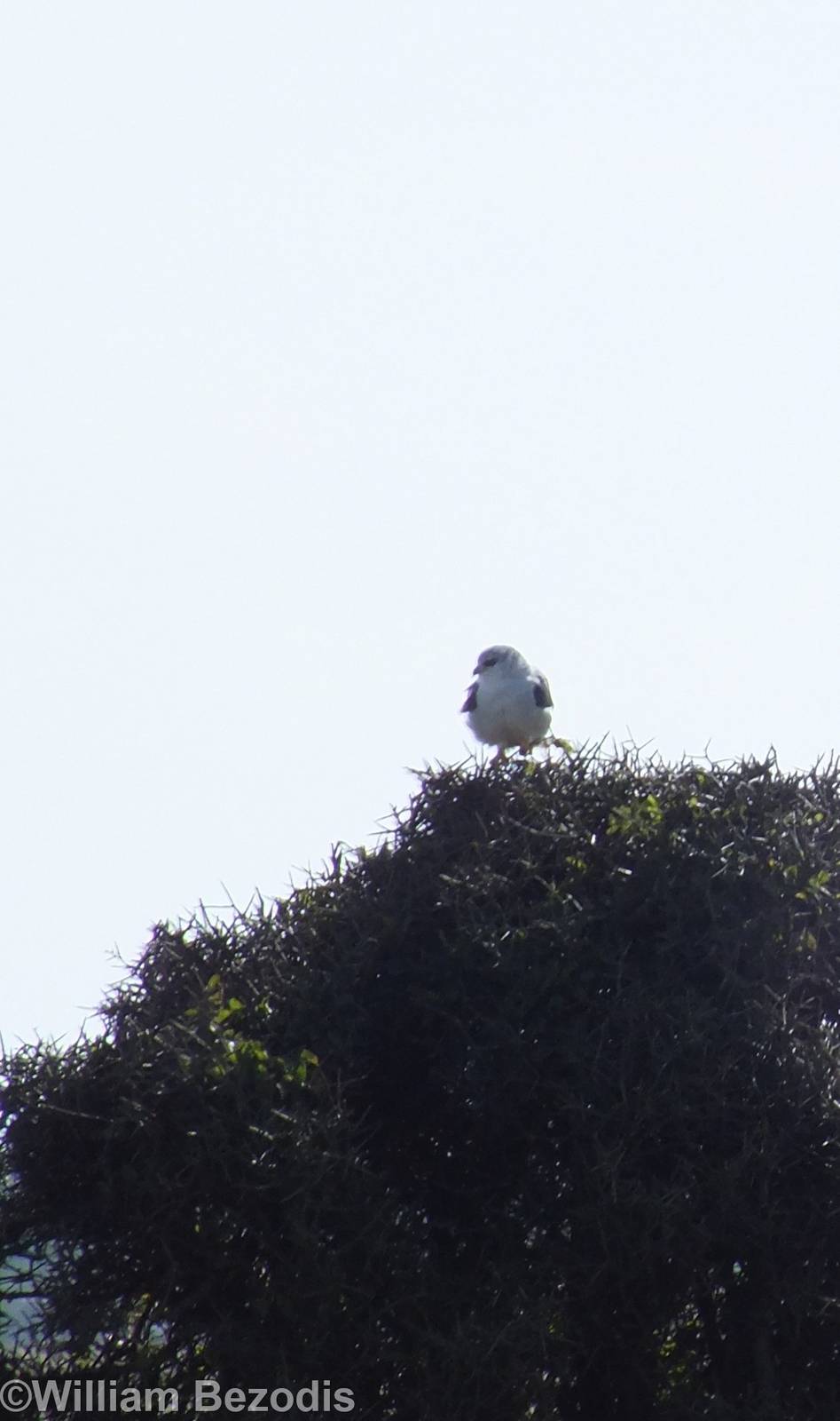 Black-winged Kite - Nairobi National Park