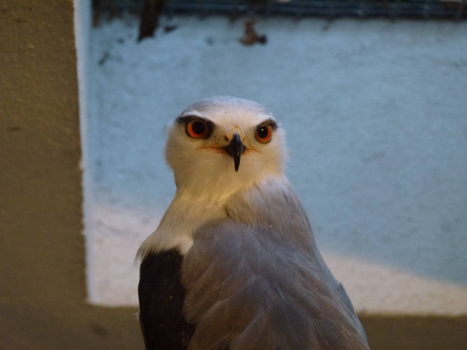 Black-winged kite, November 2013.