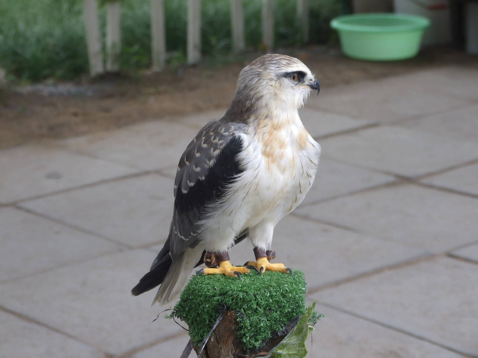 black-winged kite