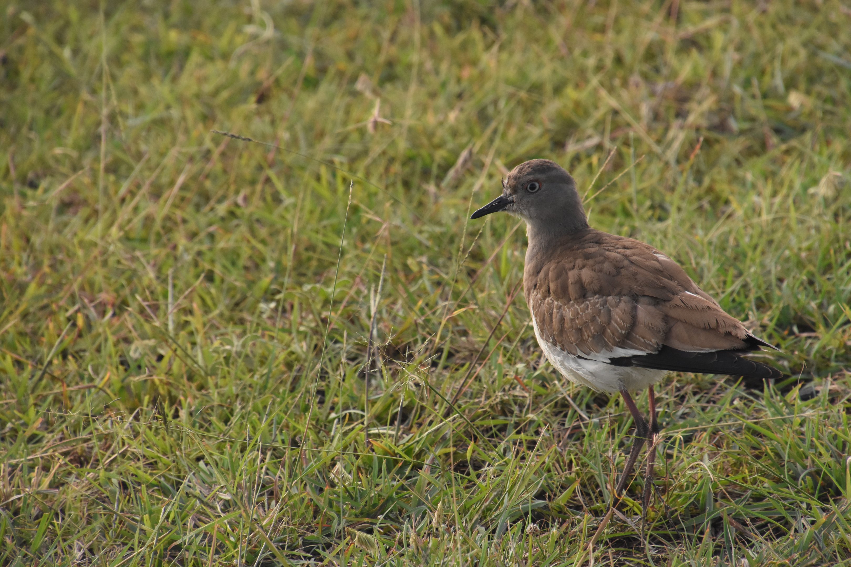 Black-winged lapwing