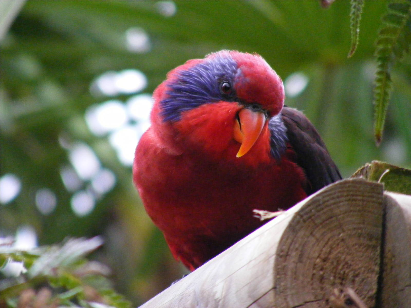Black winged lory at Wingham Wildlife Park, 2 April 2010