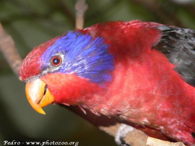 Black-winged lory (Eos cyanogenia)