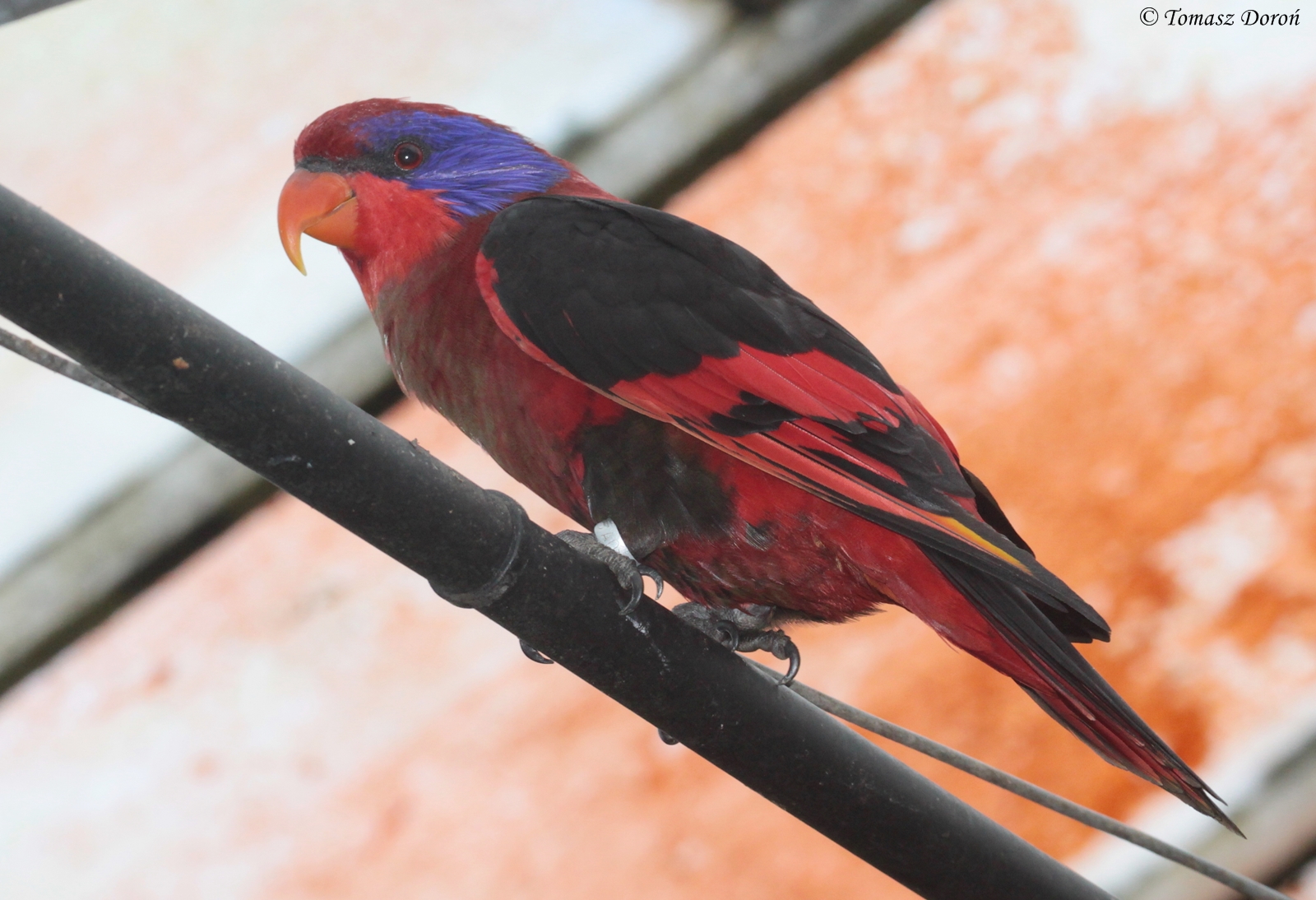 Black-winged Lory (Eos cyanogenia)
