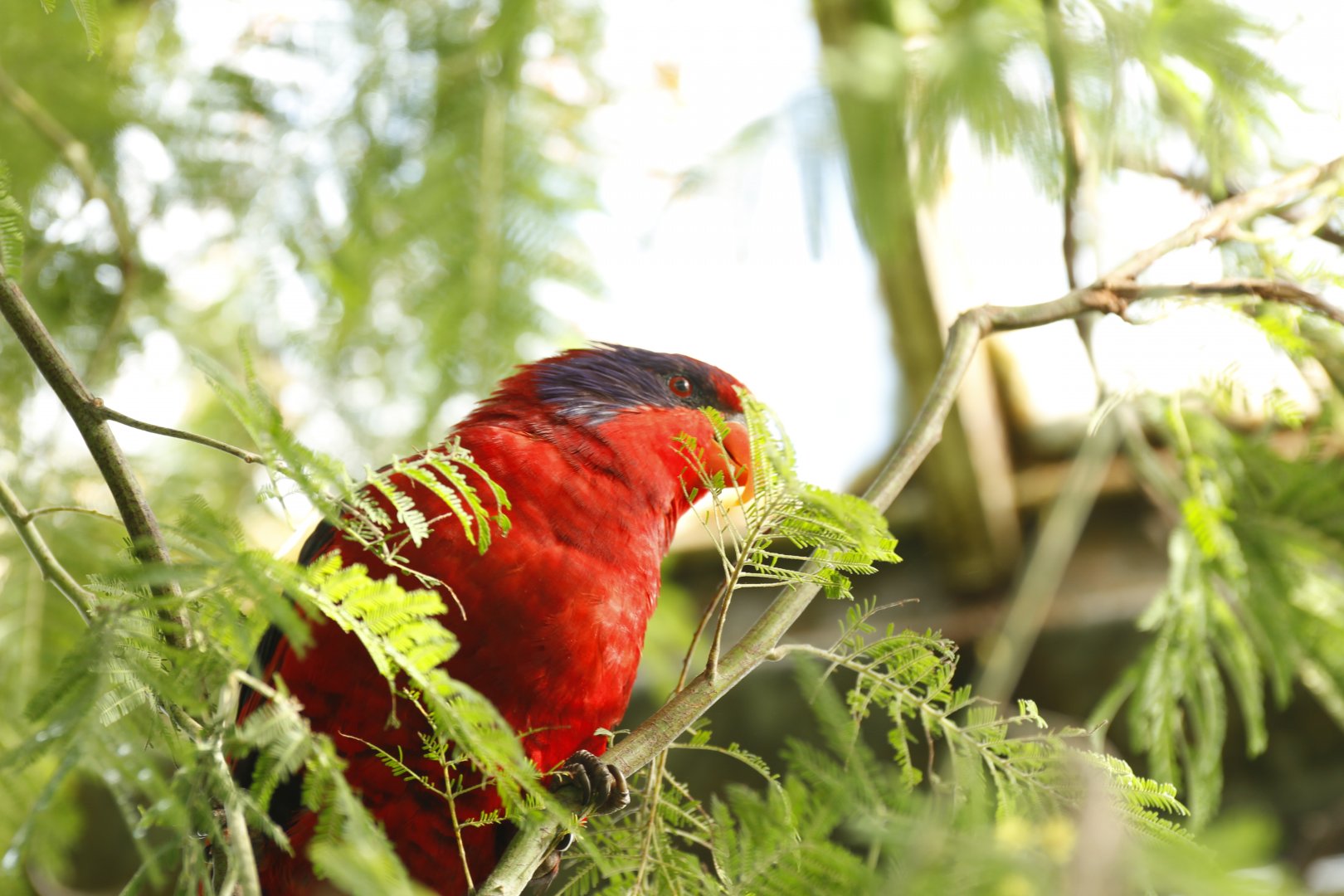 Black-winged lory (Eos cyanogenia)