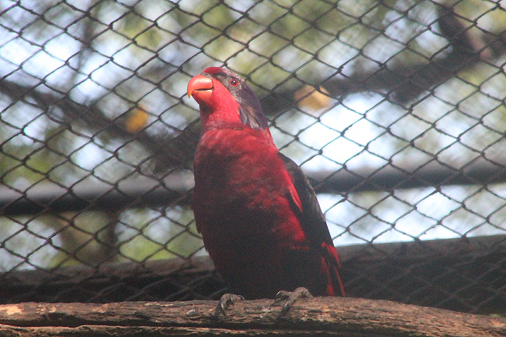 Black-winged lory (Eos cyanogenia)