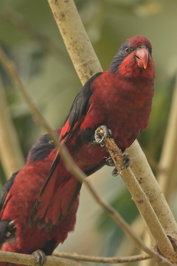 Black-winged Lory Trichoglossus cyanogenius