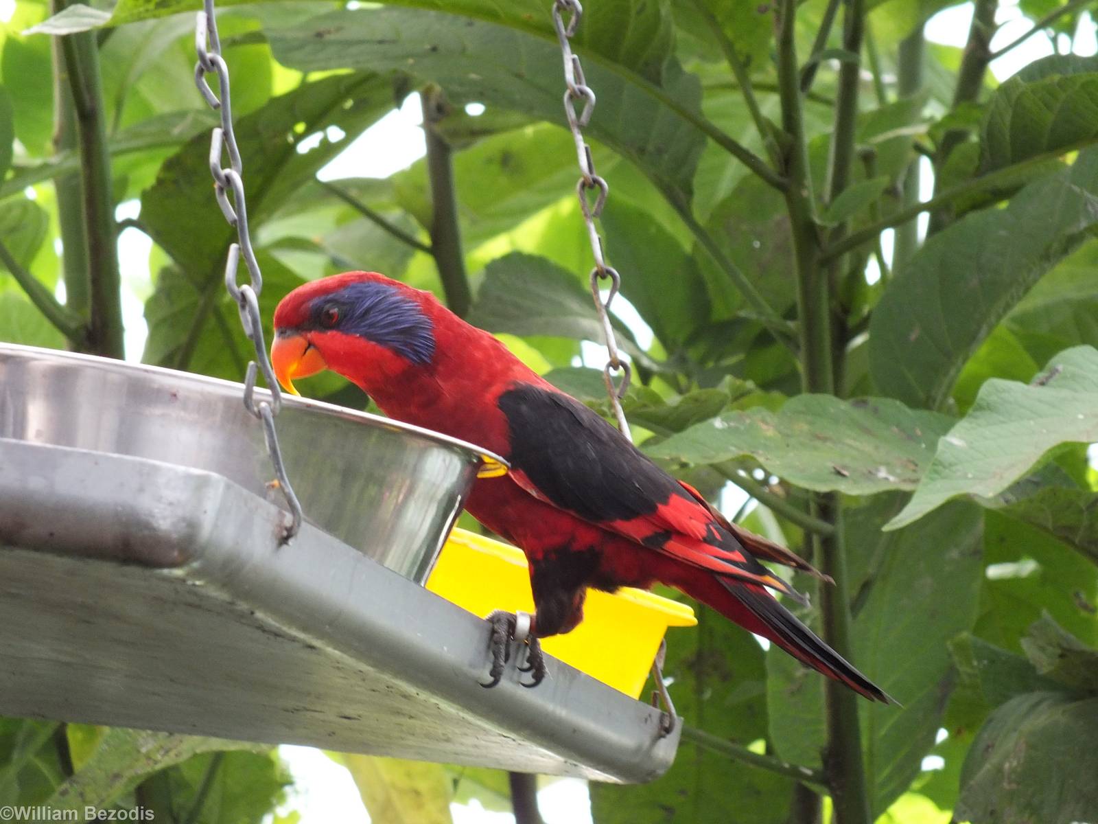 Black-winged Lory