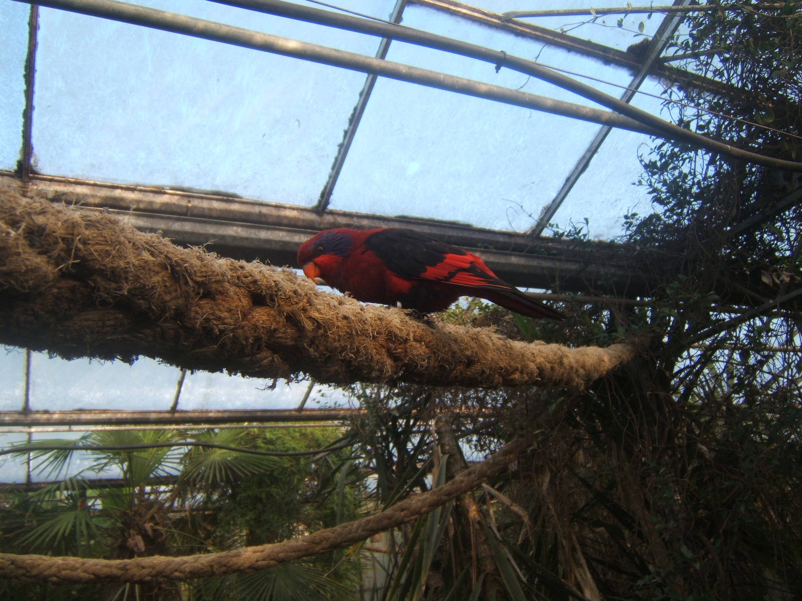 Black-winged Lory