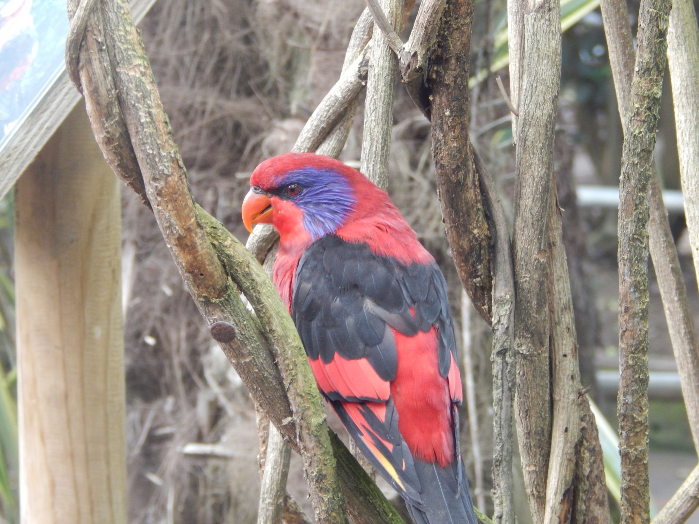 Black-winged Lory