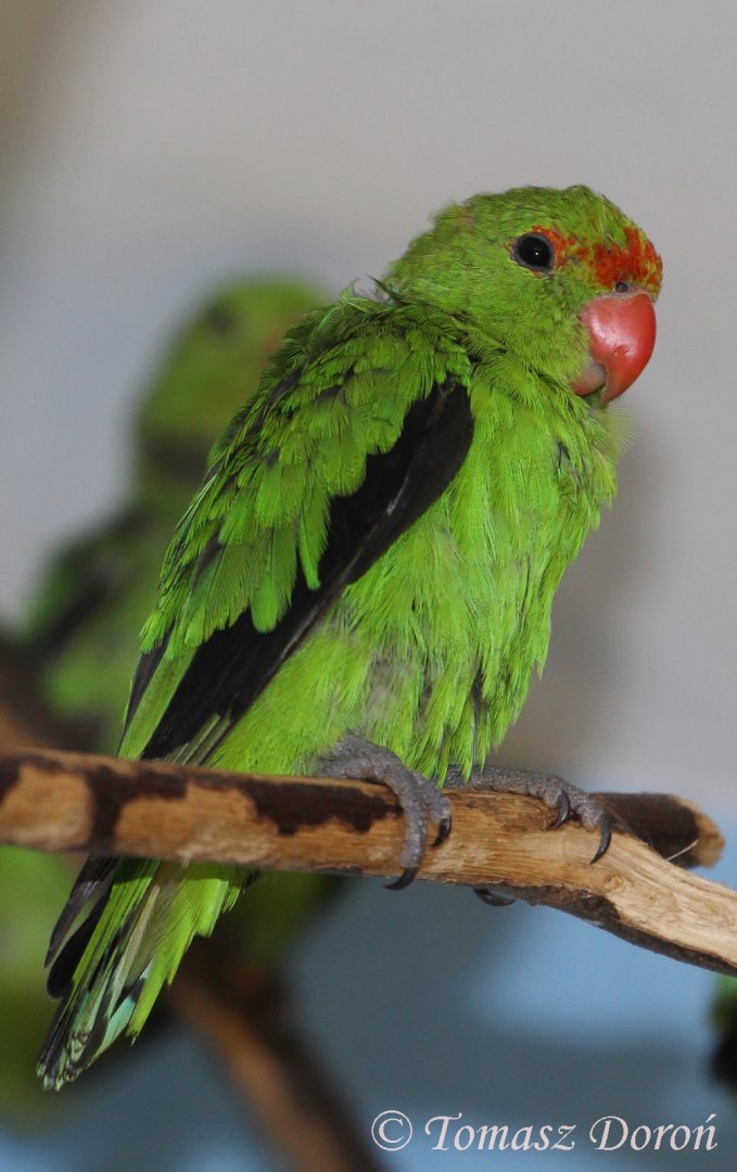 Black-winged Lovebird (Agapornis taranta), male; July 2017