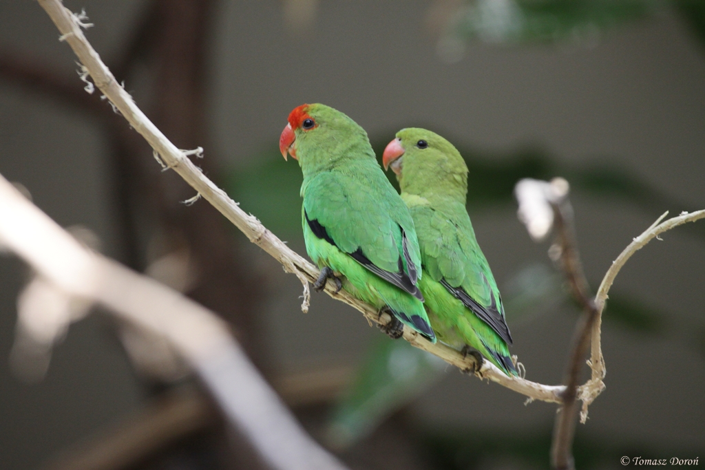 Black-winged Lovebird (Agapornis taranta)