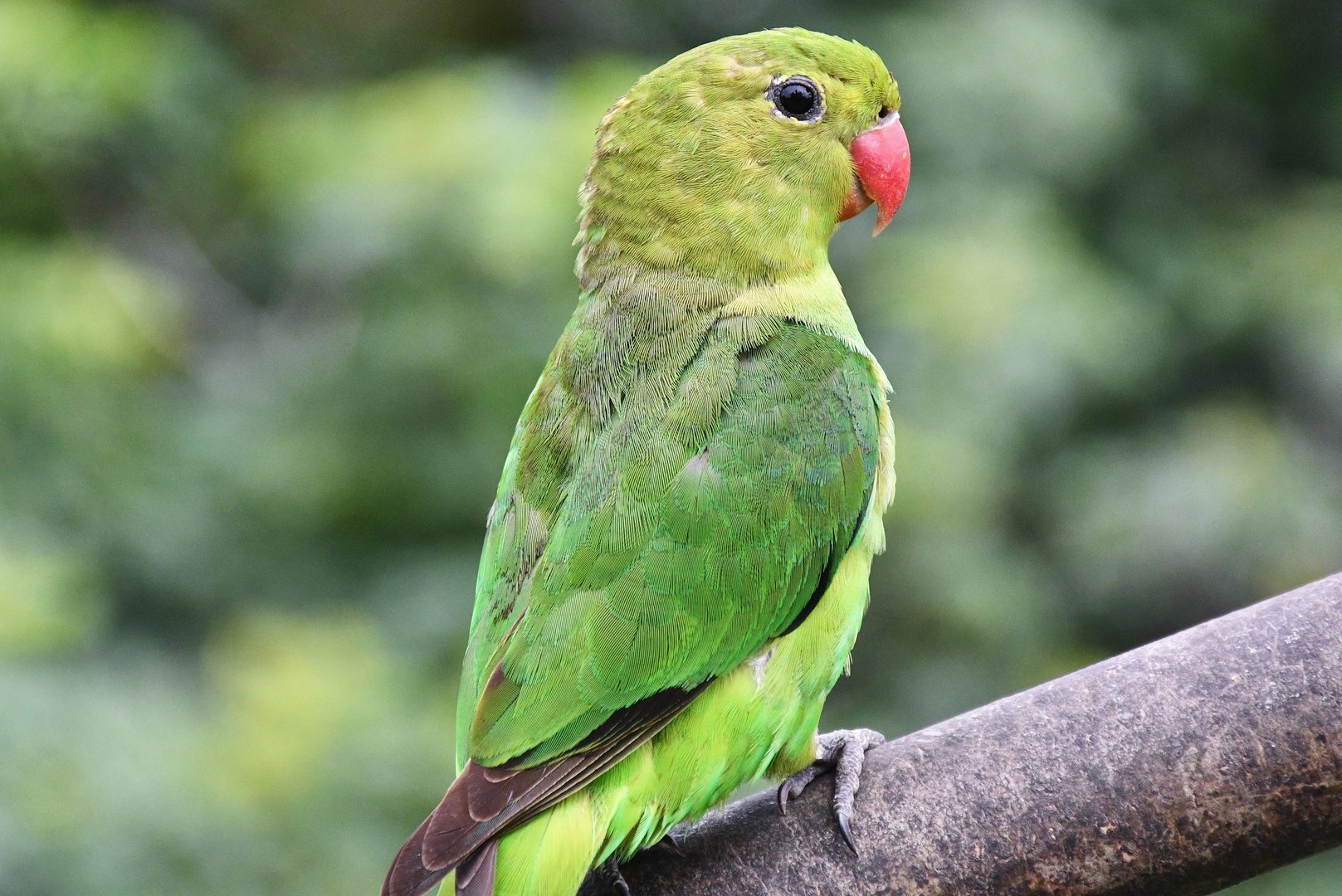 Black-winged Lovebird (Agapornis taranta)
