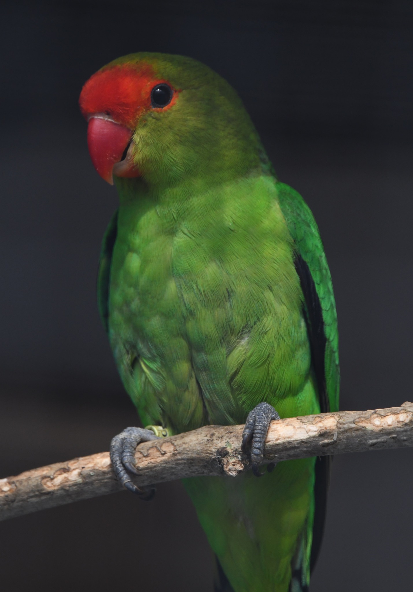 Black-winged Lovebird - Agapornis taranta