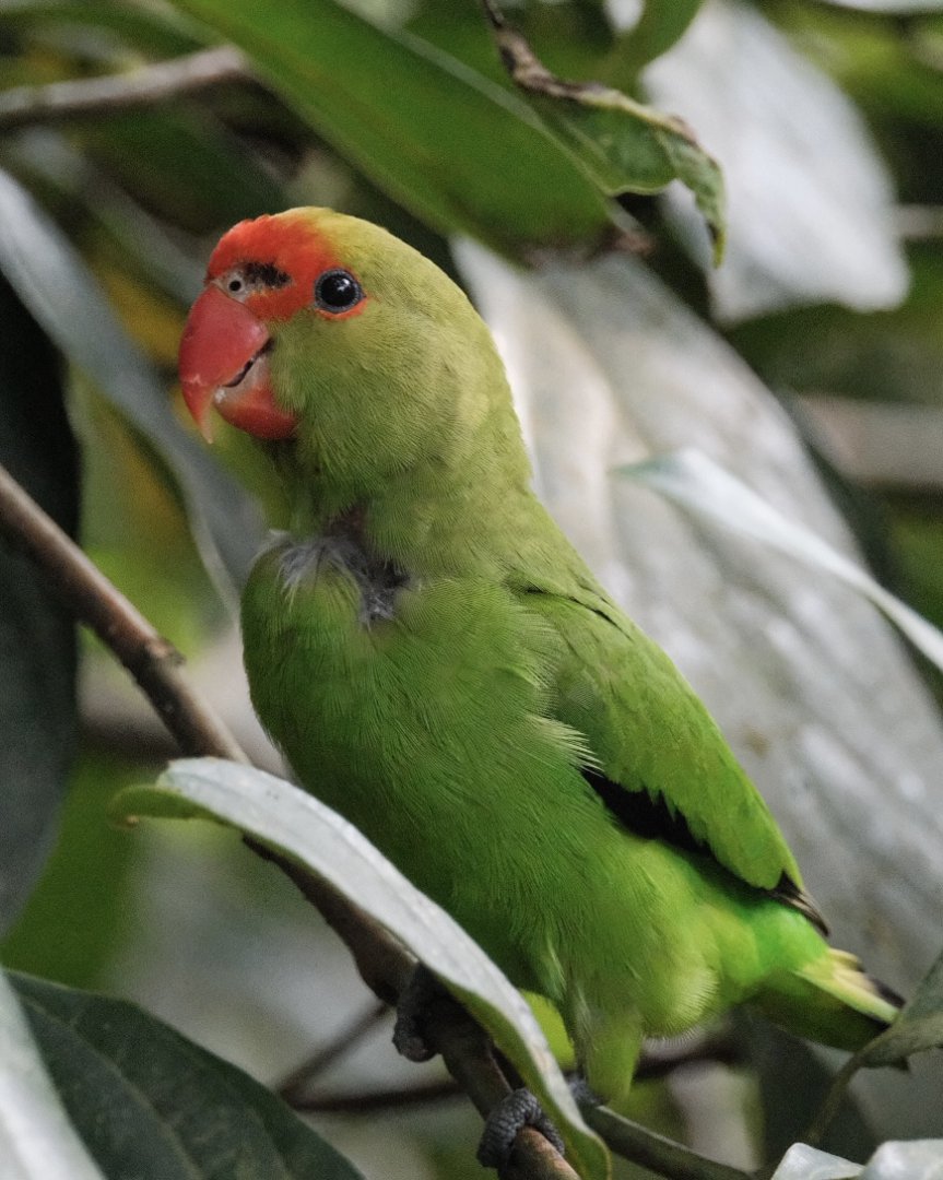 Black-winged Lovebird (Agapornis Taranta)