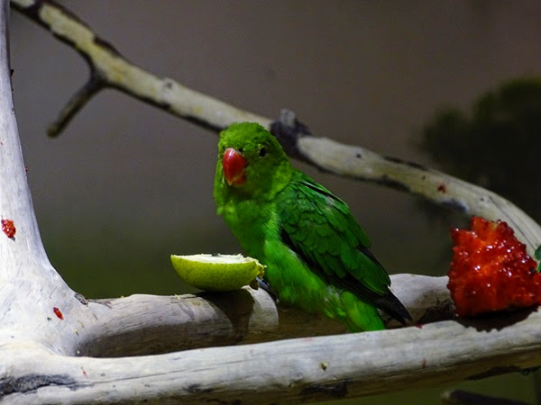 Black-winged lovebird (Agapornis taranta)