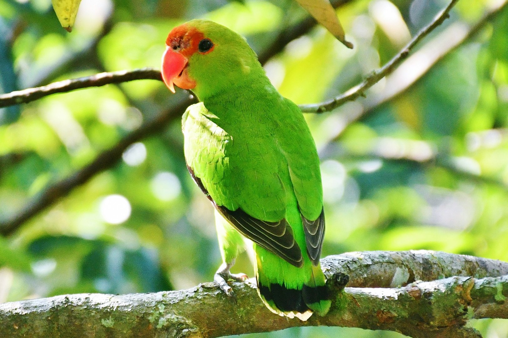 Black-winged Lovebird (Agapornis taranta)