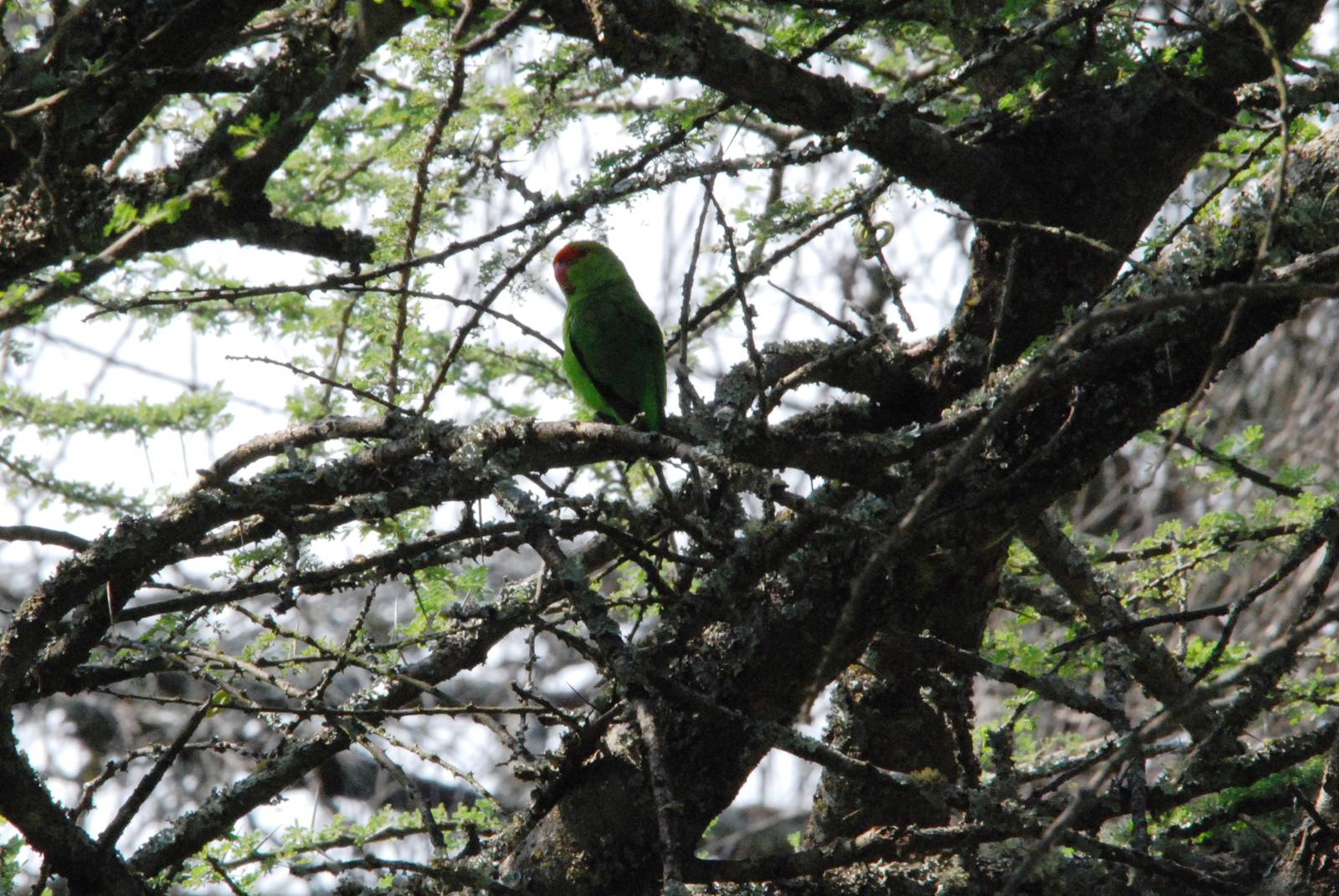 Black-winged Lovebird at Bishangari Lodge, 14/10/14