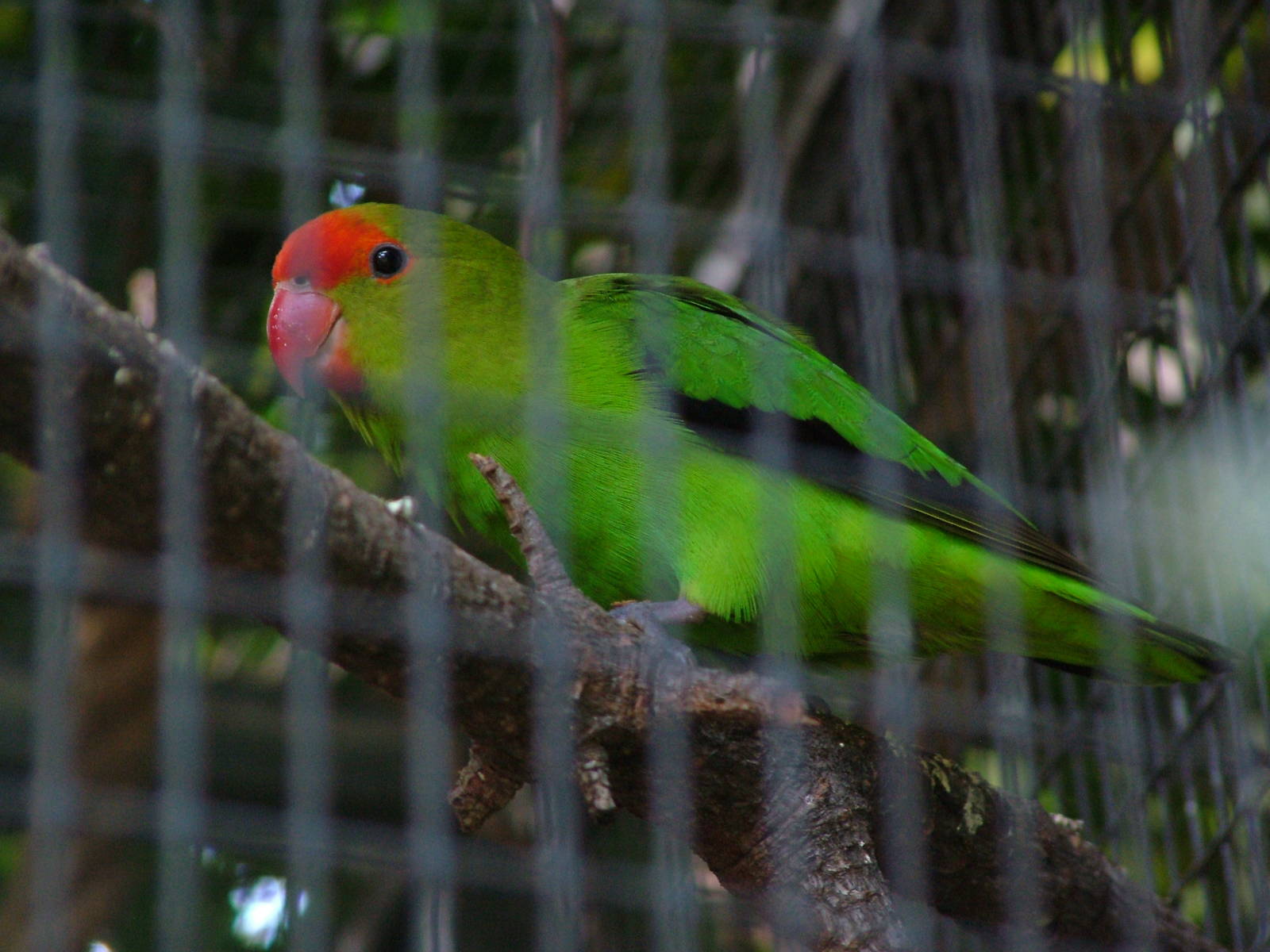 Black-winged Lovebird at Loro Parque, 08/11/10