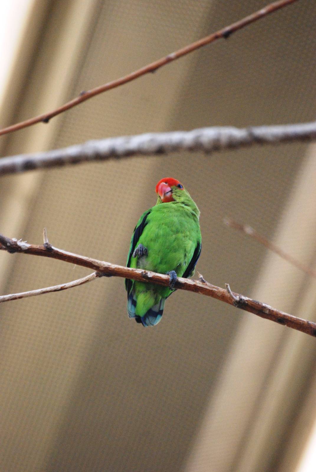 Black-winged Lovebird at Vienna, 16/06/13