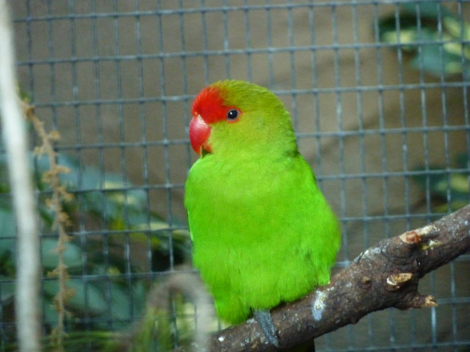 Black-winged lovebird, December 2012