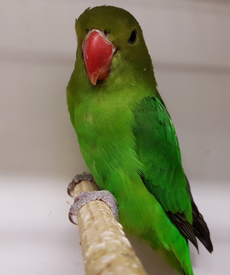 Black-winged lovebird - female