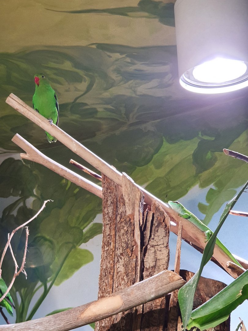 Black-winged lovebird & Madagascar giant day gecko