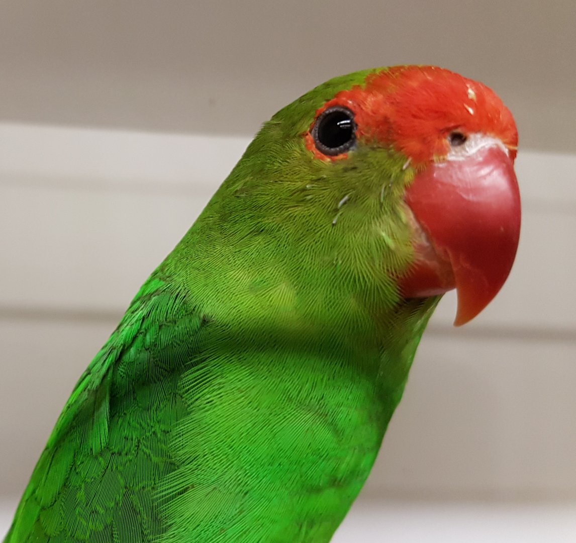 Black-winged lovebird - male