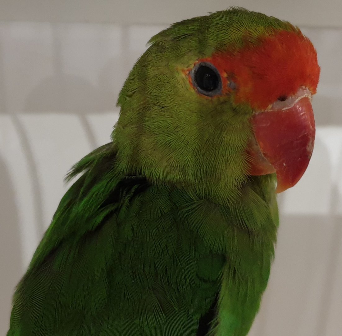 Black-winged lovebird - male