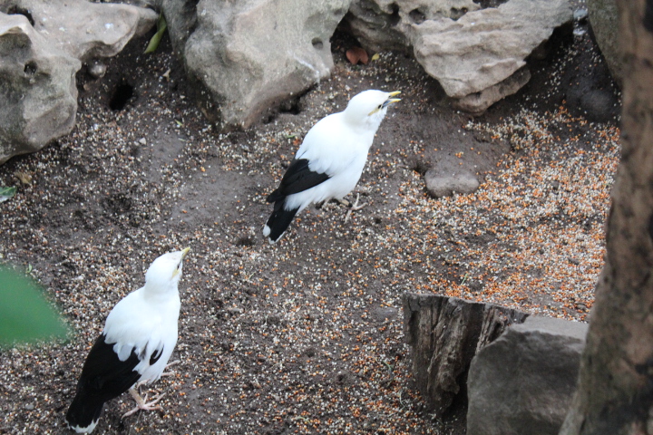 Black-winged myna (Acridotheres melanopterus melanopterus)